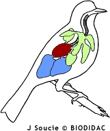 Fågel med andningsapparat