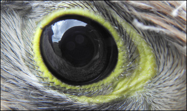 Tornfalkens (Falco tinnunculus) öga