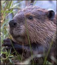 Nordamerikansk bäver (Castor canadensis)