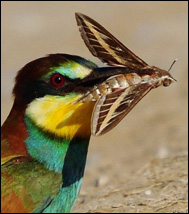 Biätare (Merops apiaster)