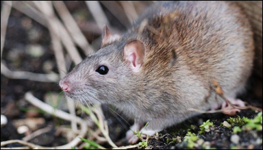 Brunråtta (Rattus norvegicus)