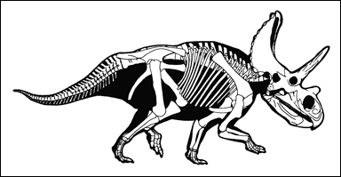 Skelett av släkting till Triceratops