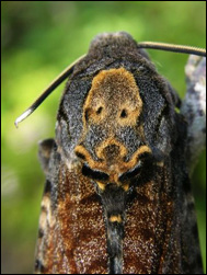 Åsynen av en dödskallesvärmare (Acherontia atropos) ansgås förr båda ond bråd död