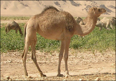 Enpucklig kamel eller dromedar (Camelus dromedarius)