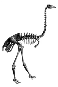 Skelett av elefantfågel