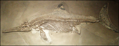 Fossil fisködla