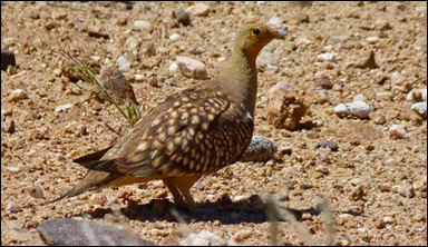 Flyghönan Pterocles namaqua