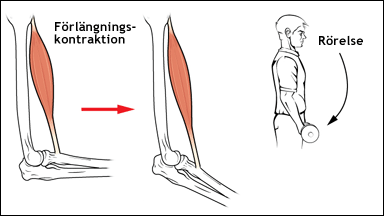 Förlängningskontraktion av muskel