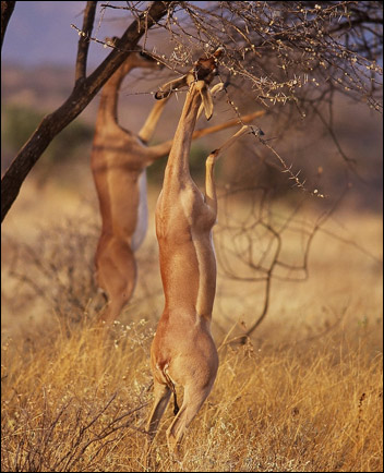 Gerenuken eller giraffgasellen (Litocranius walleri)