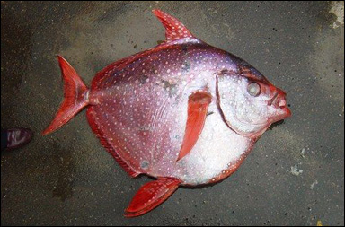 En varmblodig fisk, glansfisken (Lampris guttatus)