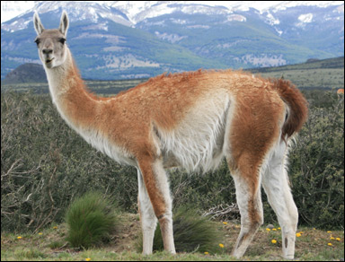 Guanaco (Lama guanicoe)