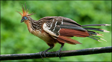 Hoatzin (Opisthocomus hoazin)