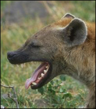 Fläckig hyena (Crocuta crocuta)