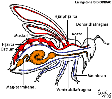 Översikt över insekternas blodomlopp