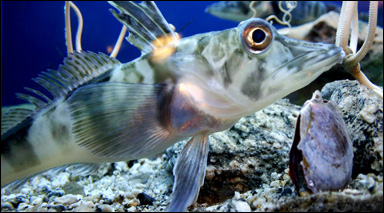 Den antarktiska isfisken Chionodraco hamatus