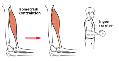 Isometrisk muskelkontraktion