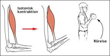 Isotonisk (koncentrisk) muskelkontraktion