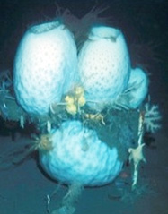 Det jättestora antarktiska svampdjuret Scolymastra joubini