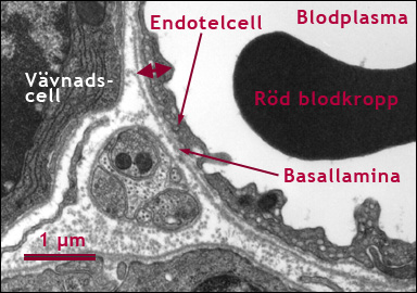 Väggen hos en blodkapillär