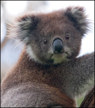 Koala (Phascolarctos cinereus)