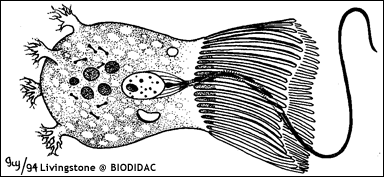 Koanocyt från svampdjur