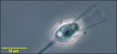 Encellig koanoflagellat