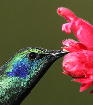 En kolibriart (Colibri thalassinus)