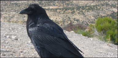 Korp (Corvus corax)