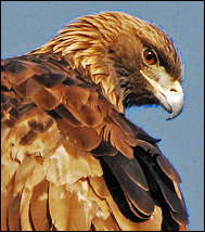 Kungsörn (Aquila chrysaetos)