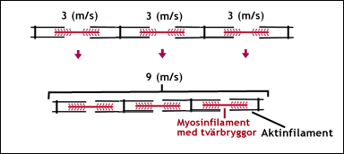 Seriekoppling ger större kontraktionshastighet