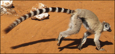 Ringsvanslemur (Lemur catta)