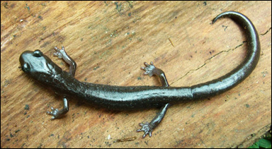 Lunglös salamander