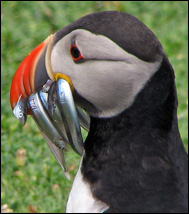 Lunnefågel (Fratercula arctica)