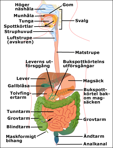 Människans mag-tarmkanal