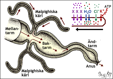 Malpighiska kärl, insekternas utsöndringsorgan