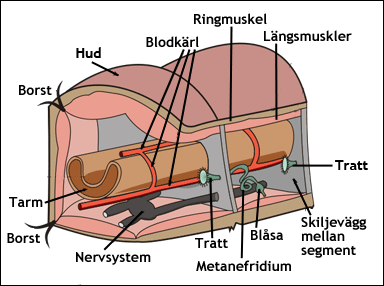 Metanefridium hos daggmask