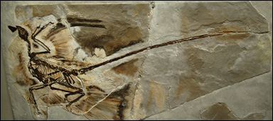 Microraptor, en befjädrad dinosaurie