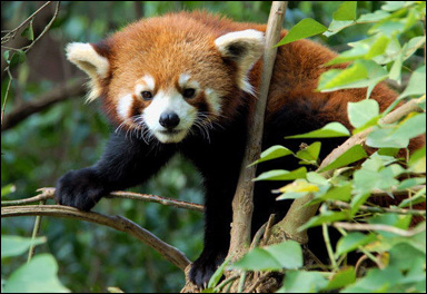 Mindre panda (kattbjörn; Ailurus fulgens)