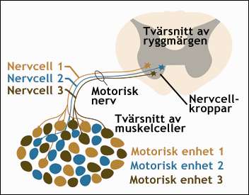 Motoriska enheter