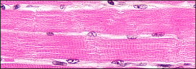 Muskelfibrer under ett mikroskop