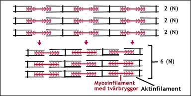 Parallellkoppling ger större muskelkraft