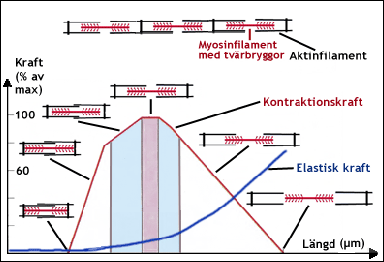 Muskelns längd påverkar dess kontraktionskraft