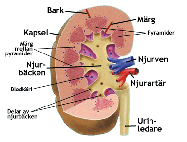 Njurarnas anatomiska uppbyggnad hos människan