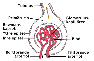 Njurkorpuskel, med glomerulus och Bowmans kapsel