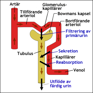 Filtrering, reabsorption och sekretion