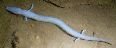 Olmen (Proteus anguinus), ett stjärtgroddjur