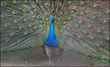 Påfågel (Pavo cristatus)