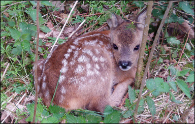 Kid av rådjur (Capreolus capreolus)