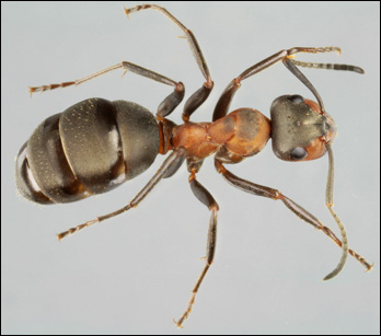 Röd skogsmyra (Formica rufa)