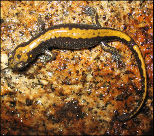 Salamander